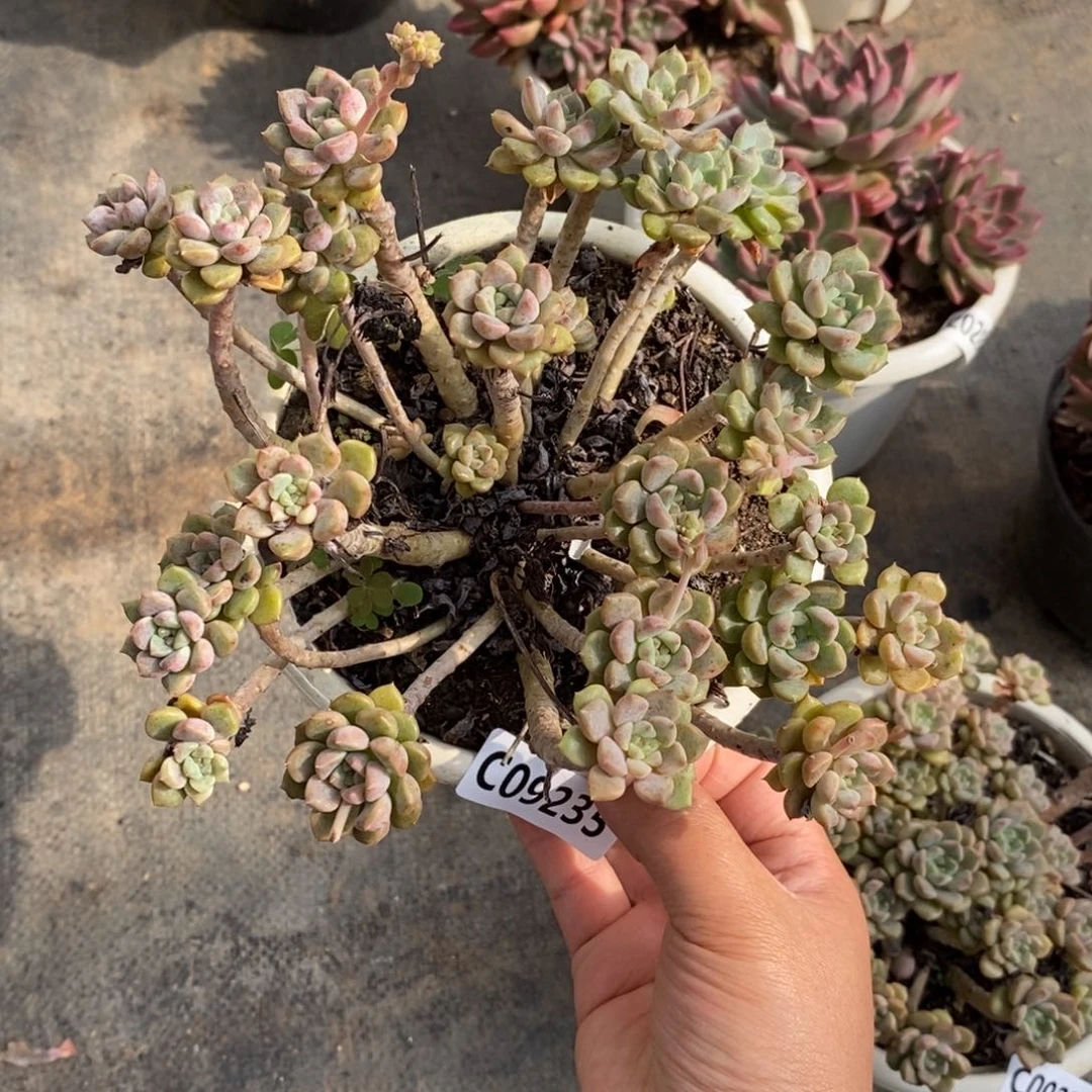 9235粉布偶一物一拍
