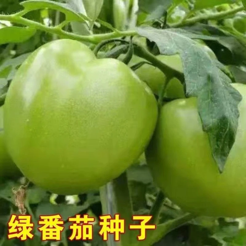 贼不偷西红柿种子绿西红柿洋柿子水果东北青番茄四季蔬菜种子