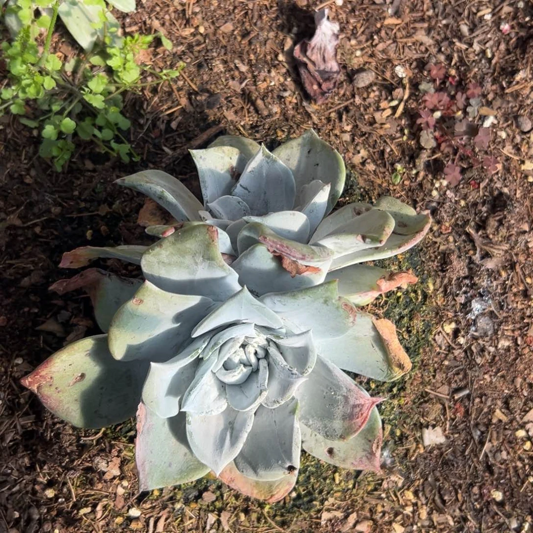 锦宸多肉～一物一拍799