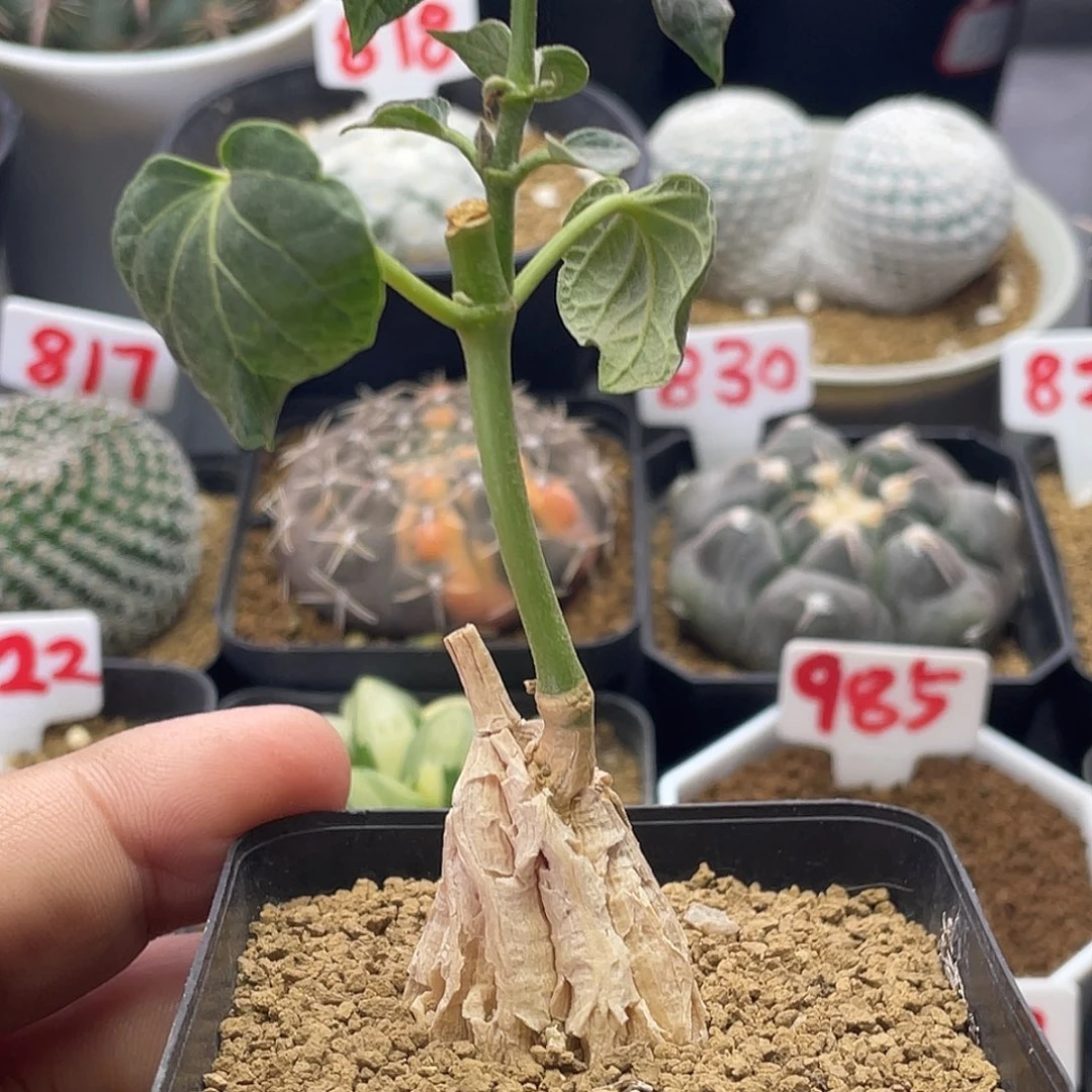 实生龟甲萝藦 植物