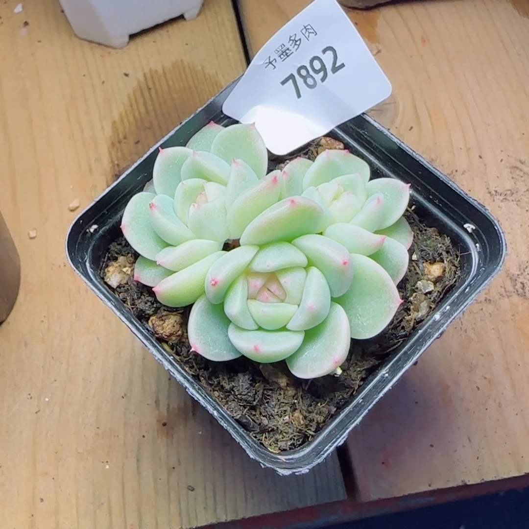 倾城珍妮，7892多肉植物