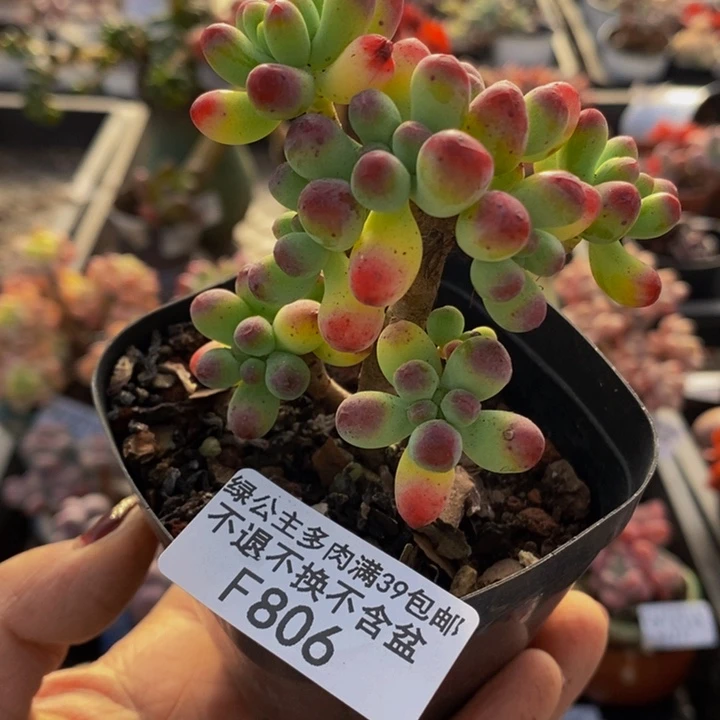 乙女心5cm806多肉植物