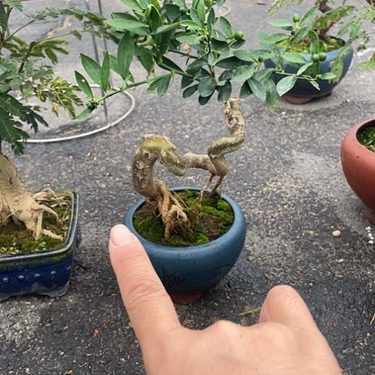当前无花栽培后可以开花庆*康