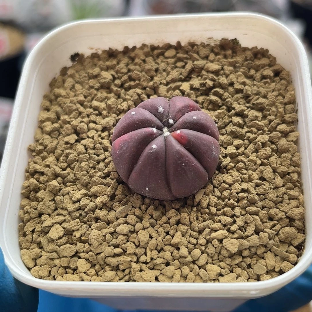 实生紫皮南瓜兜锦