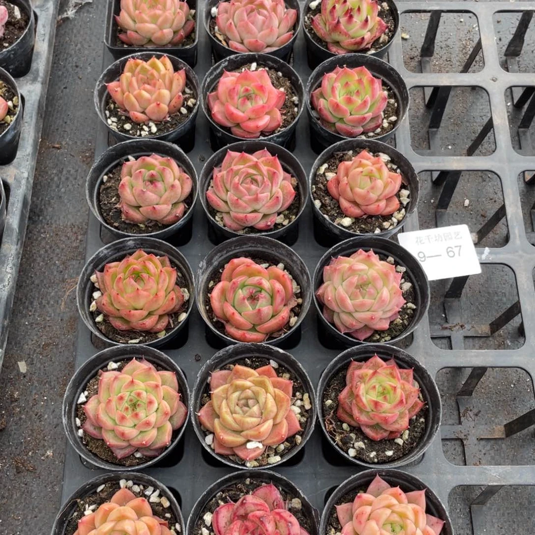 一物一拍18棵9-67