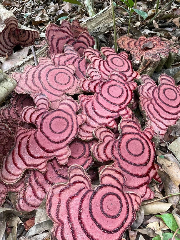 云南边境深山百年鸡血藤，一物一拍