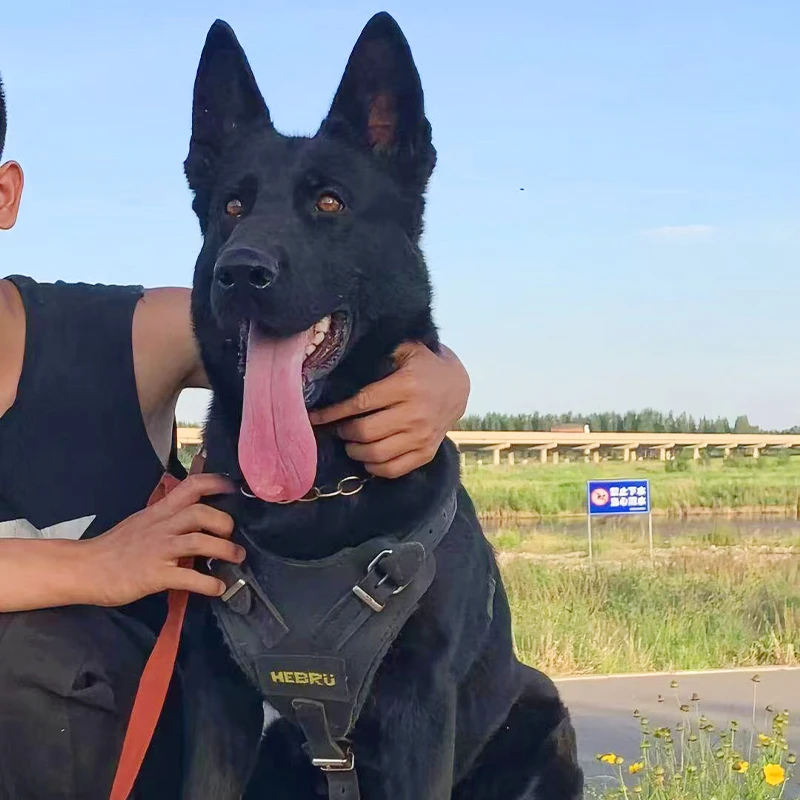 【小曹】东德牧羊犬幼犬出售狼灰太极纯黑小狗狗活体宠物陪伴护卫犬