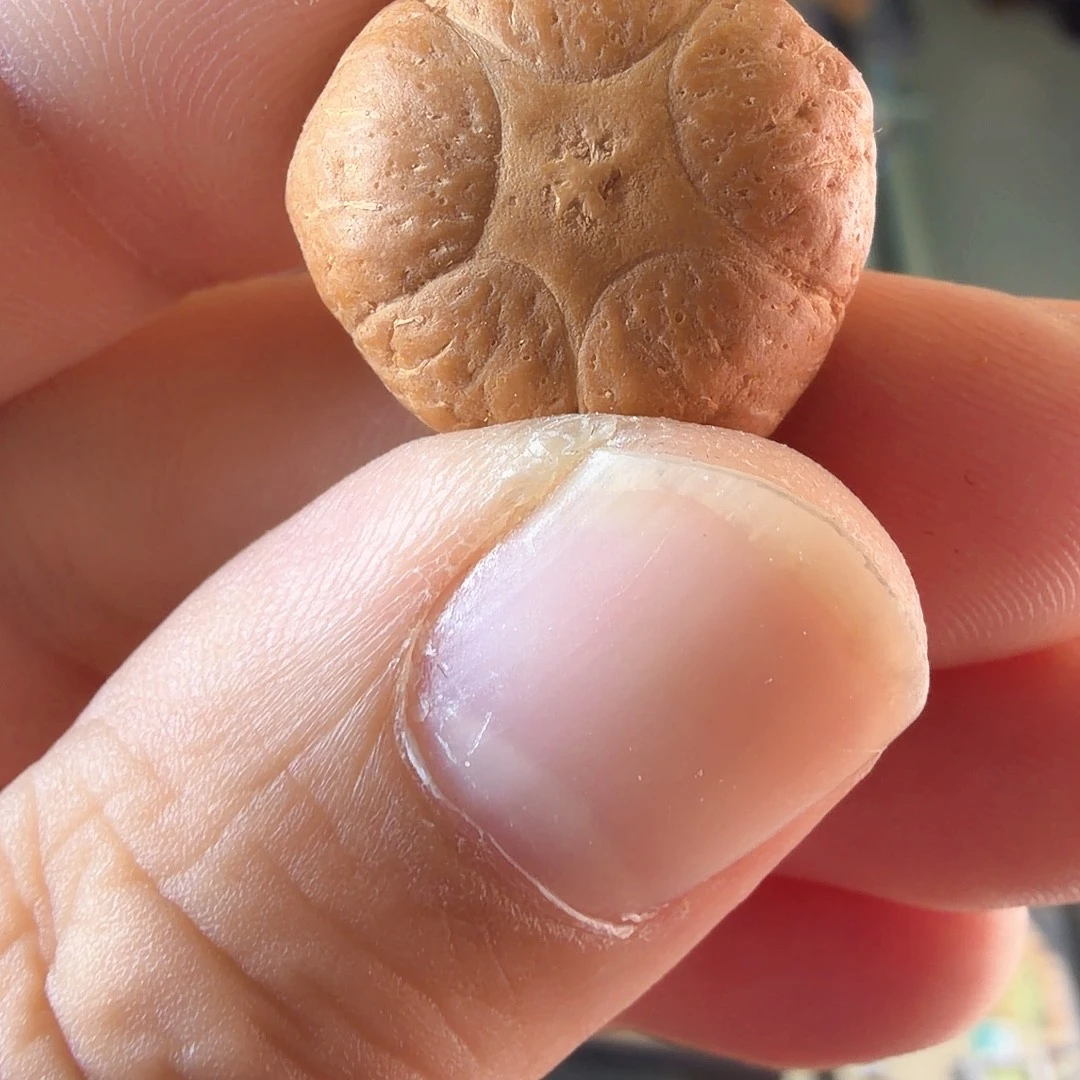 凤眼菩提吊坠2246尼泊尔三通