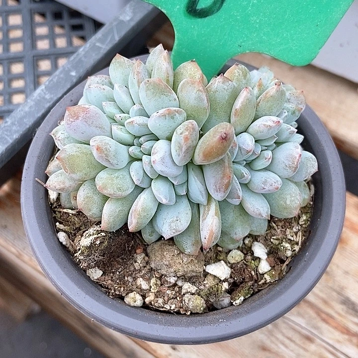 多肉植物石榴籽缀6