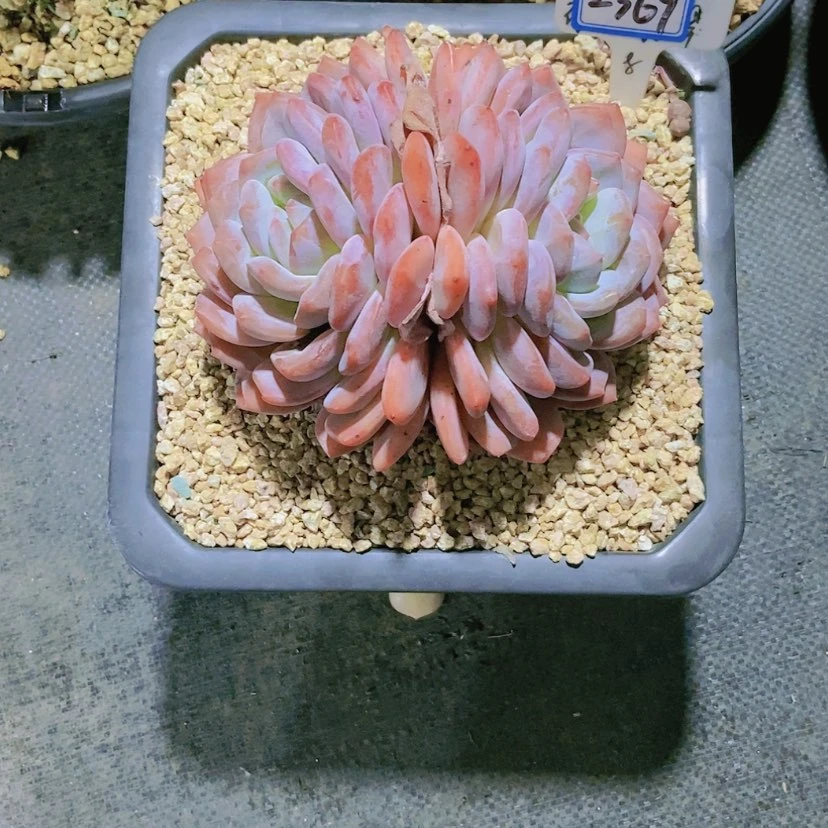 【闪购商品】c**n2369