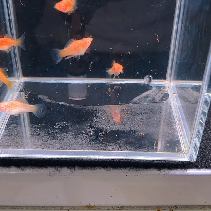 孔雀鱼精品越系三玛丽对 柠檬苗11条