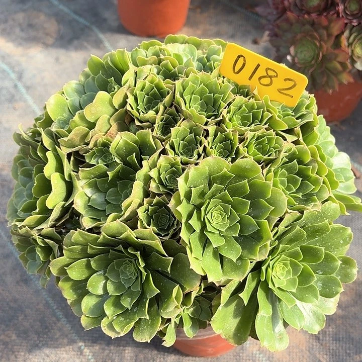 0182绿羊绒一物一拍