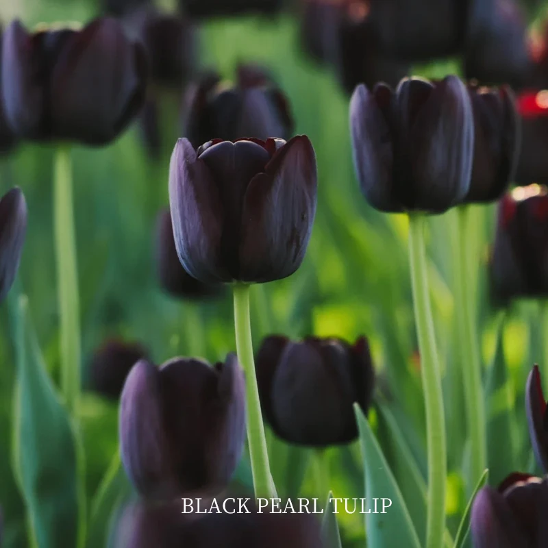 500ml黑珍珠郁金香单方精油