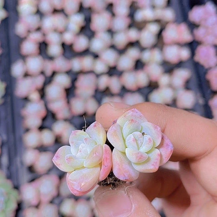 双头老桩冰玉【满10颗包邮】