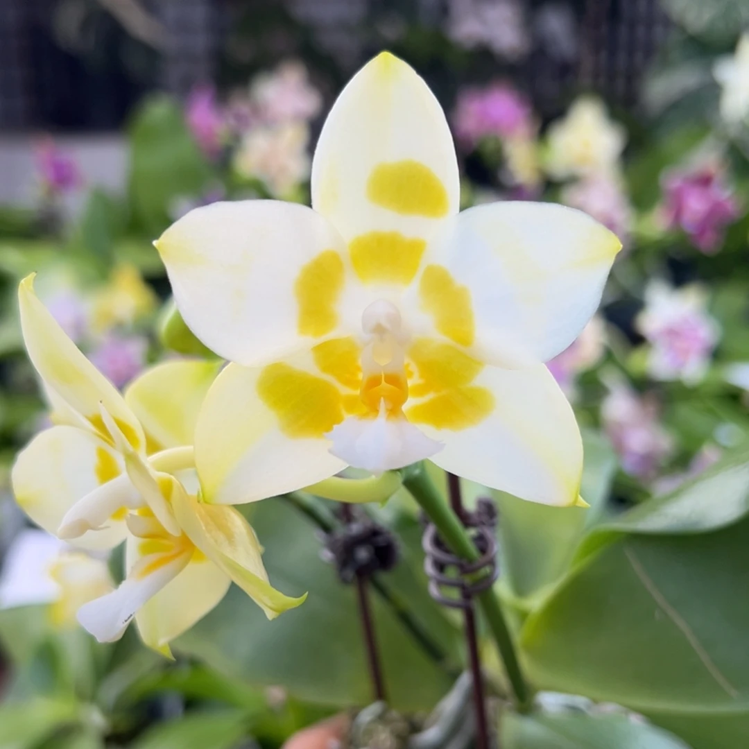 完全开放10号水仙，叶瑕，138