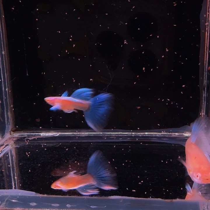孔雀鱼蓝白飞船1对
