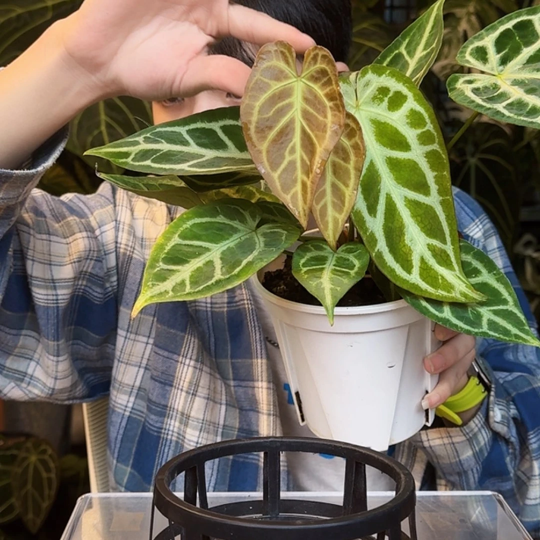 完全开放T190银骑士杂蝴蝶