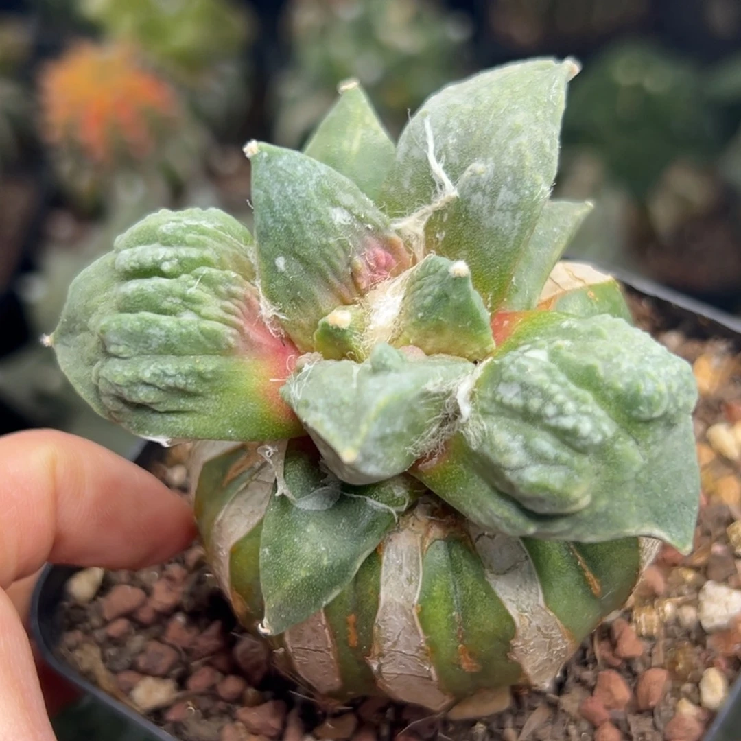 7 仙人球的比赛将