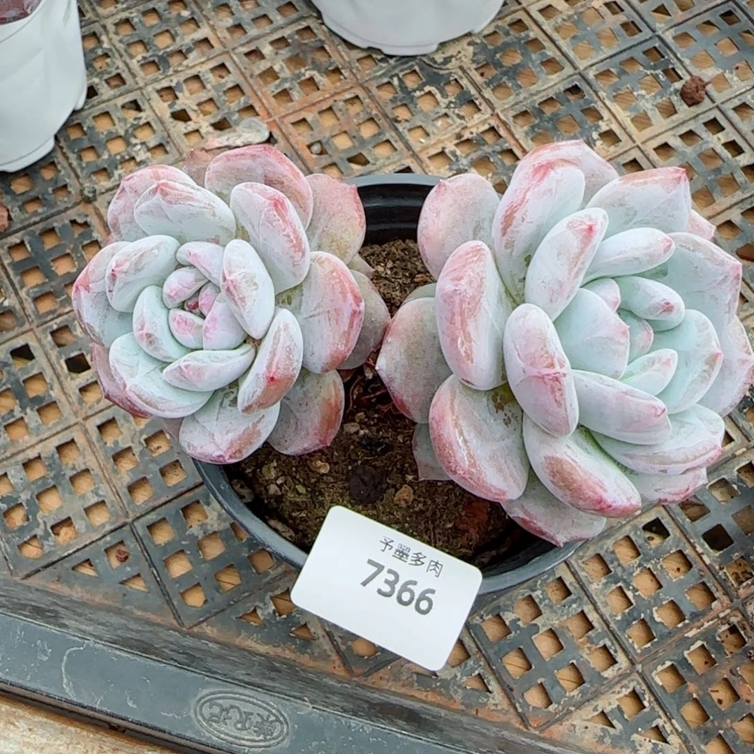 长杆子星影，7366多肉植物