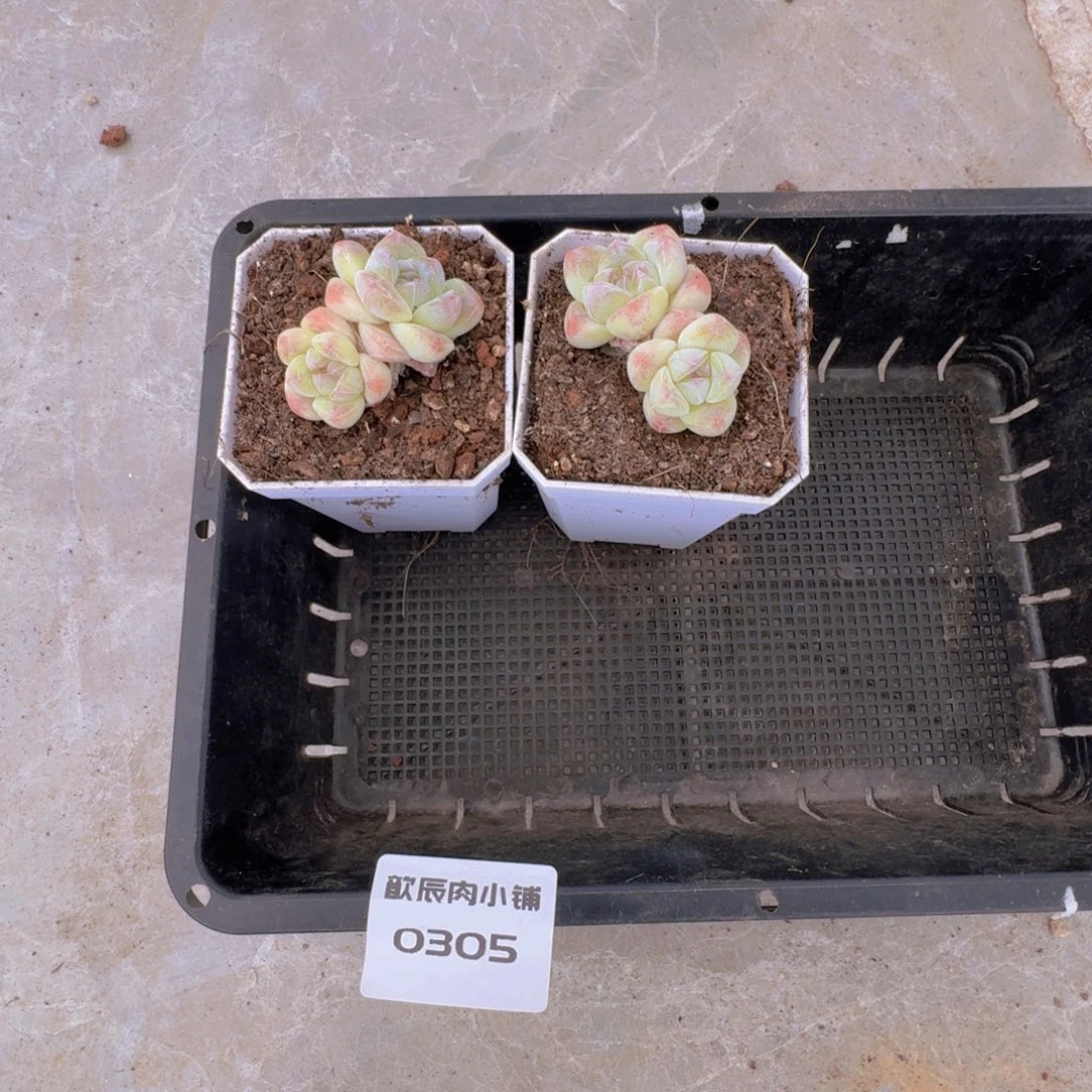 白***白多肉植物冰玉双头0305