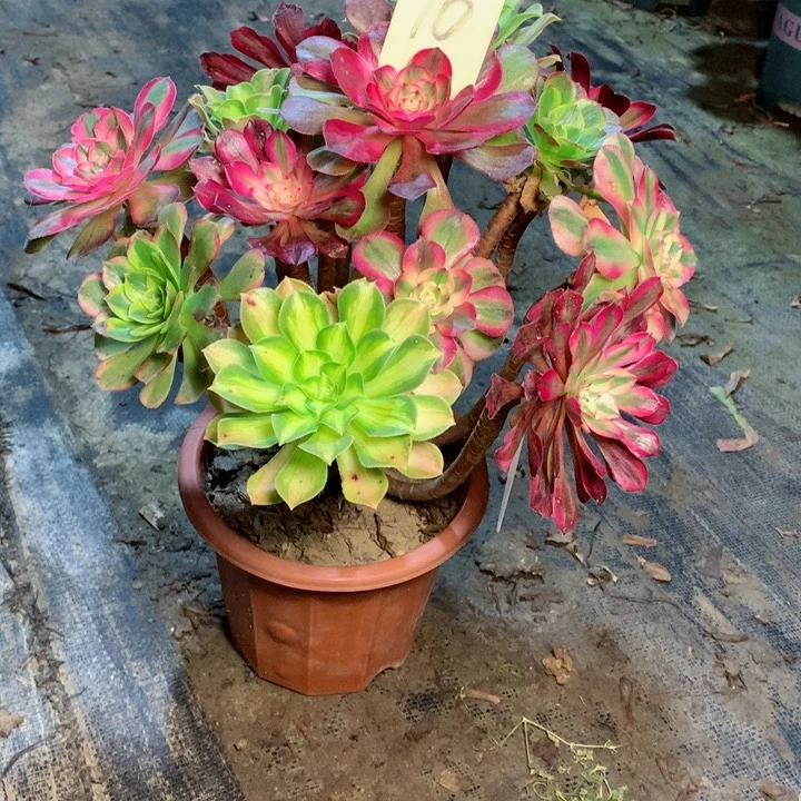 10嫁接多肉一物一拍～