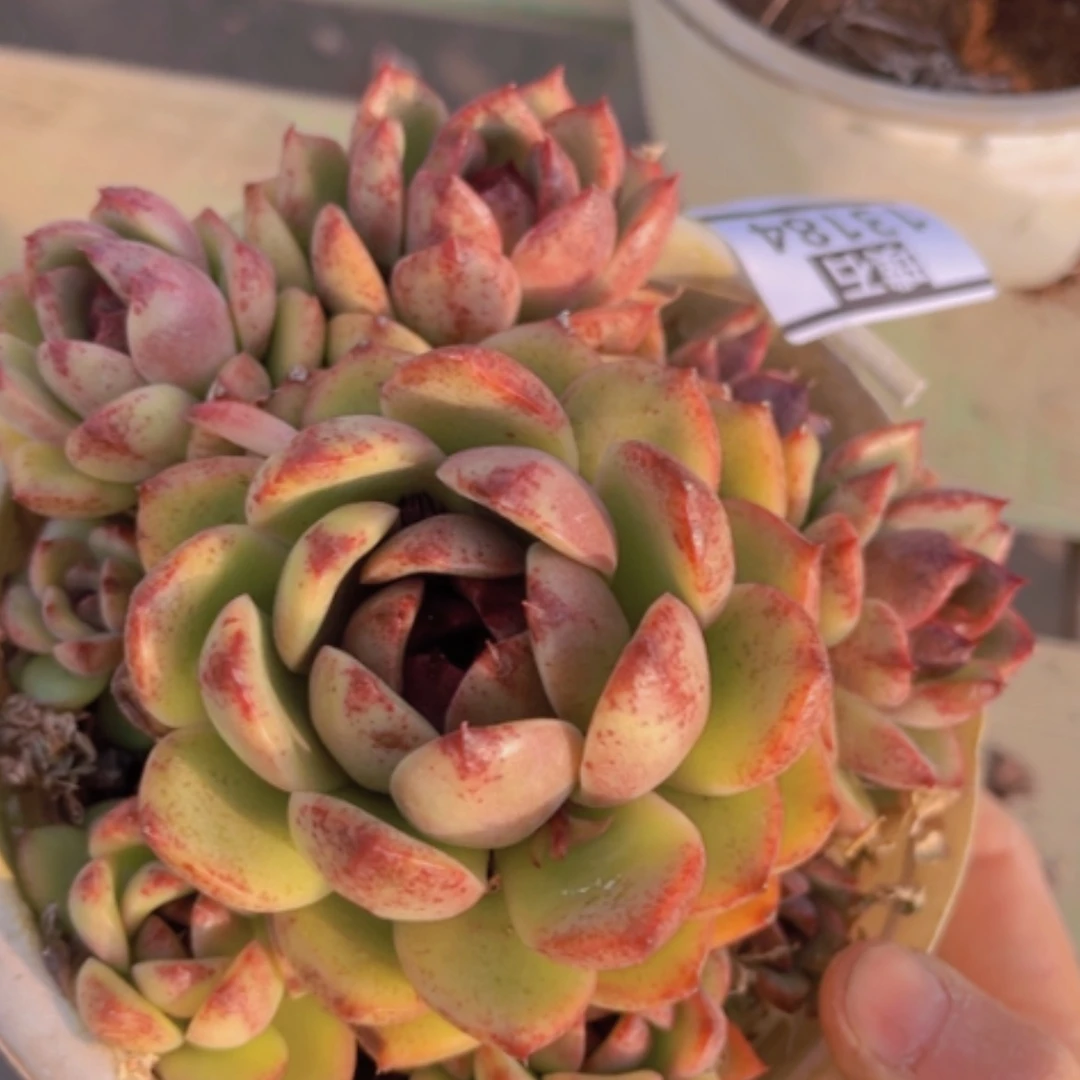 【闪购商品】蓝莓13184