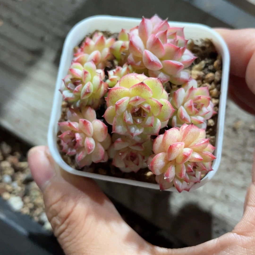 优选珍妮福利169