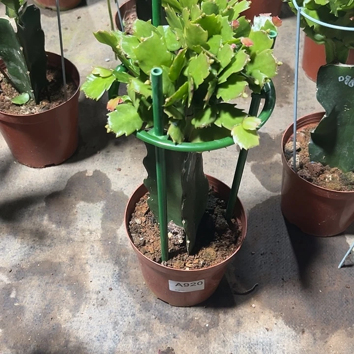 *****完全开放920嫁接086