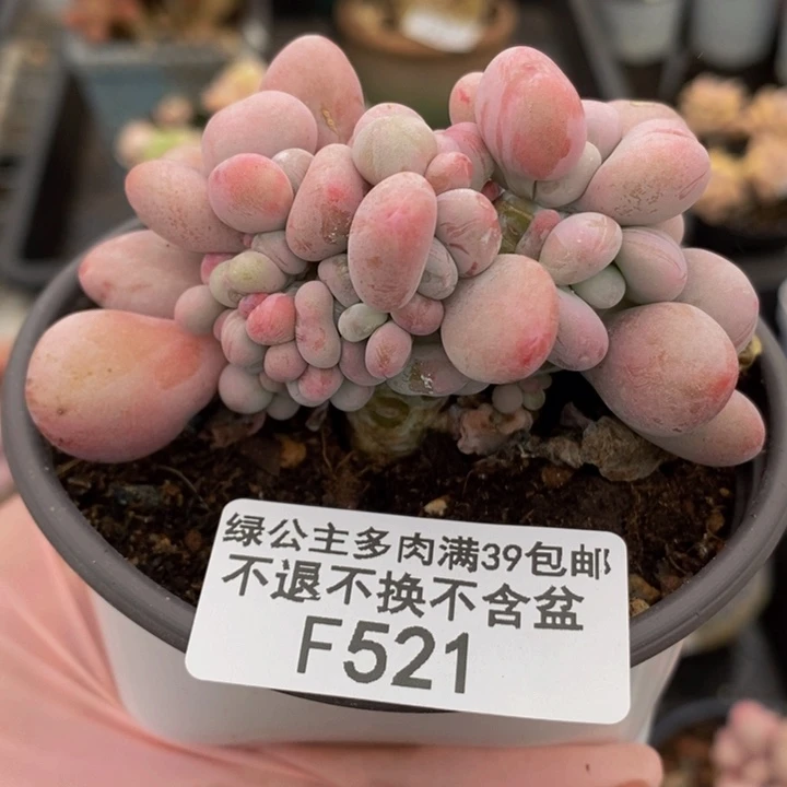 桃蛋朵朵缀7cm521多肉植物