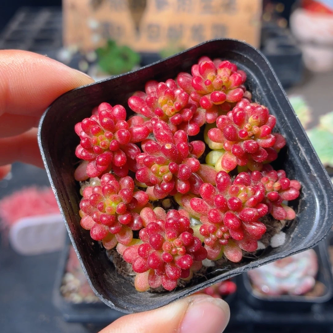 浆果多肉9.9包邮发货