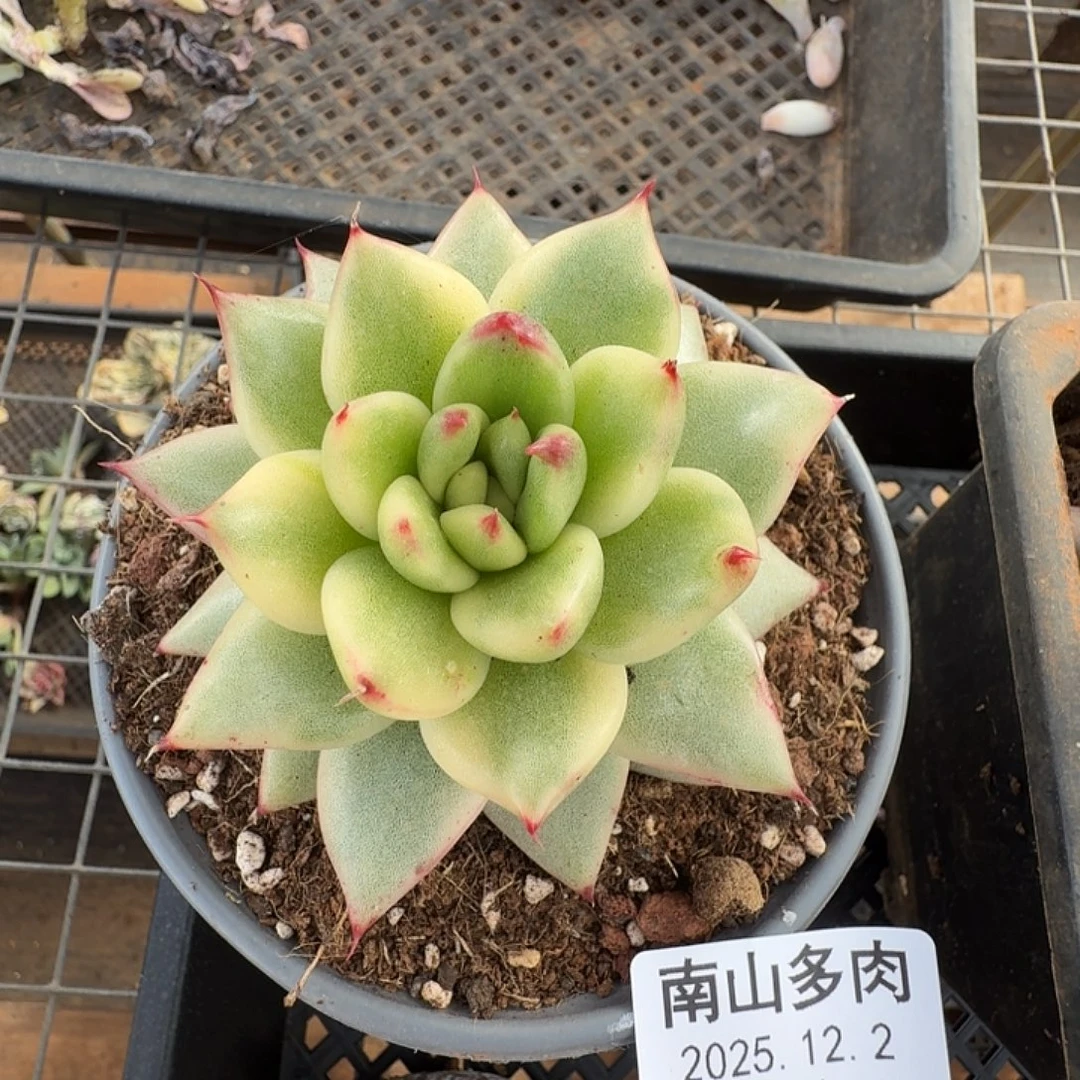 冬云锦11111122-111