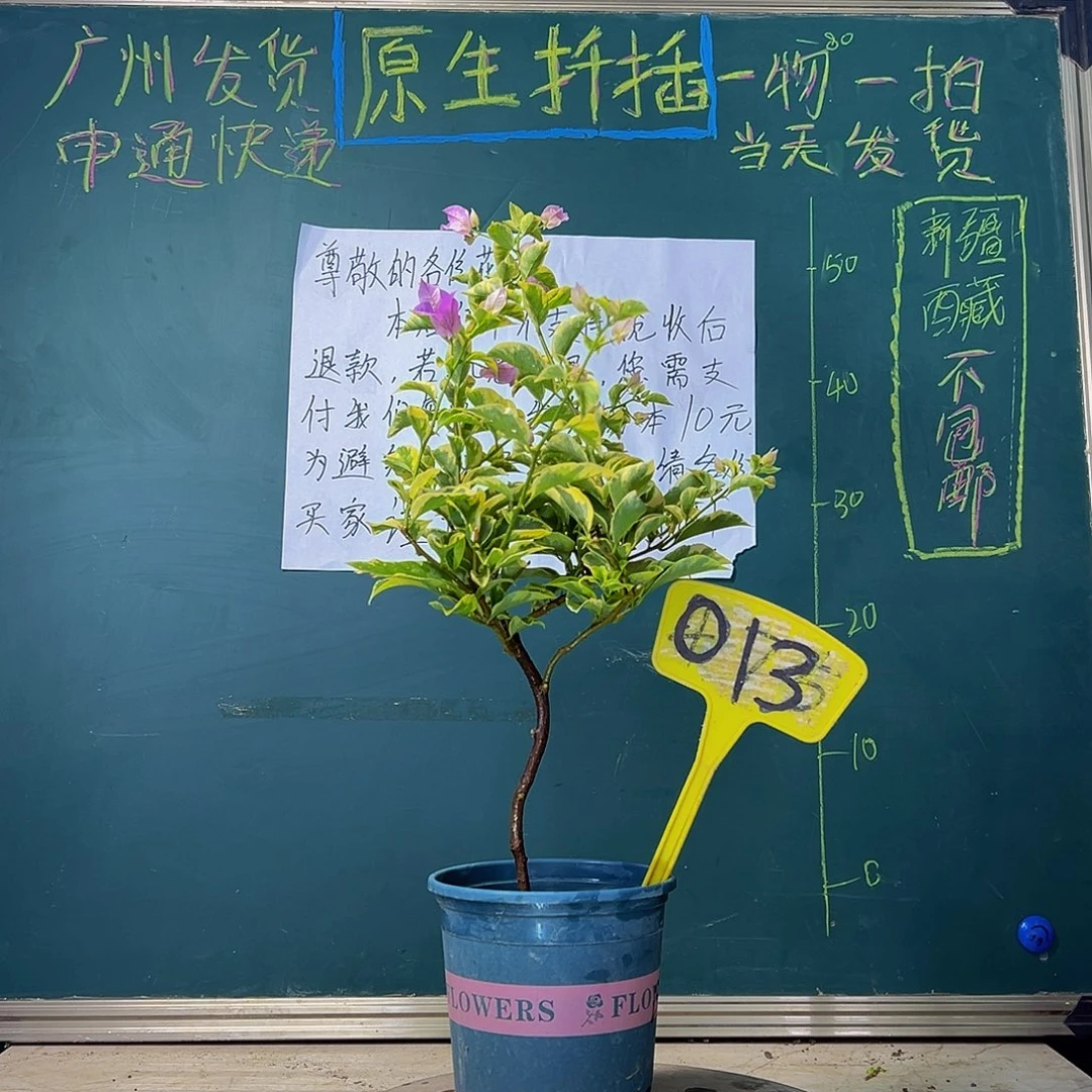 当前无花栽培后可以开花福利 金边浅紫  013