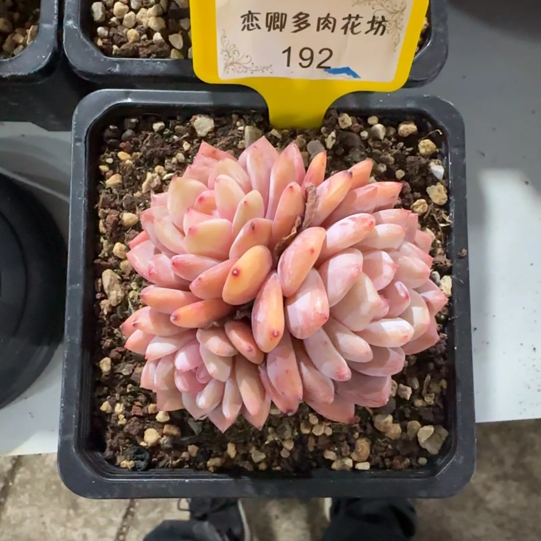 小***爱192橙子3头老桩无砍