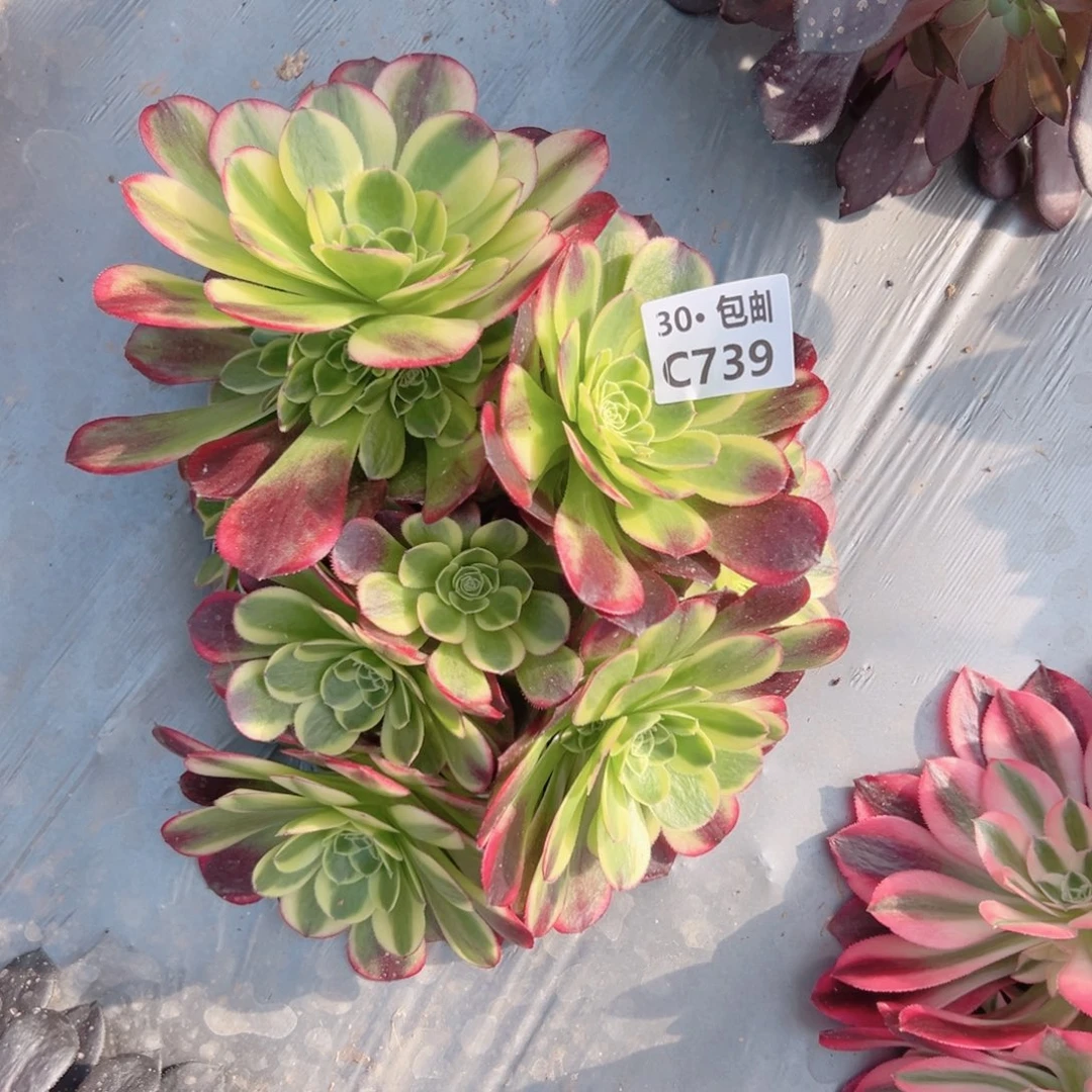 739奶白锦多肉法师