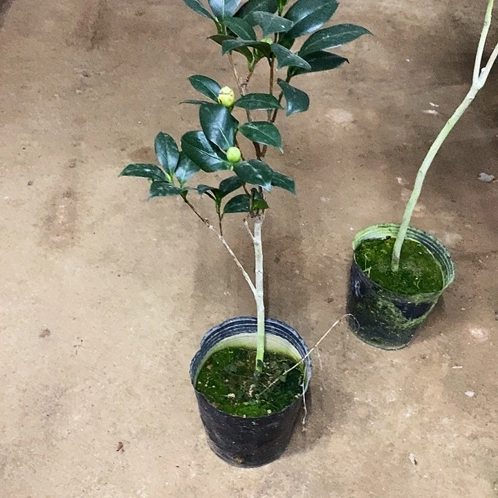 黄达。  。 60高。