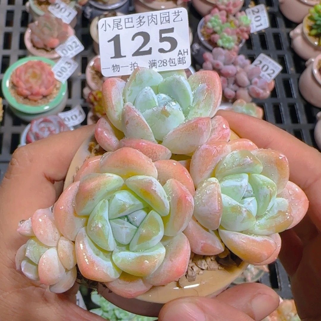 AH小尾巴5CM迷你拇指盆栽精控多肉125