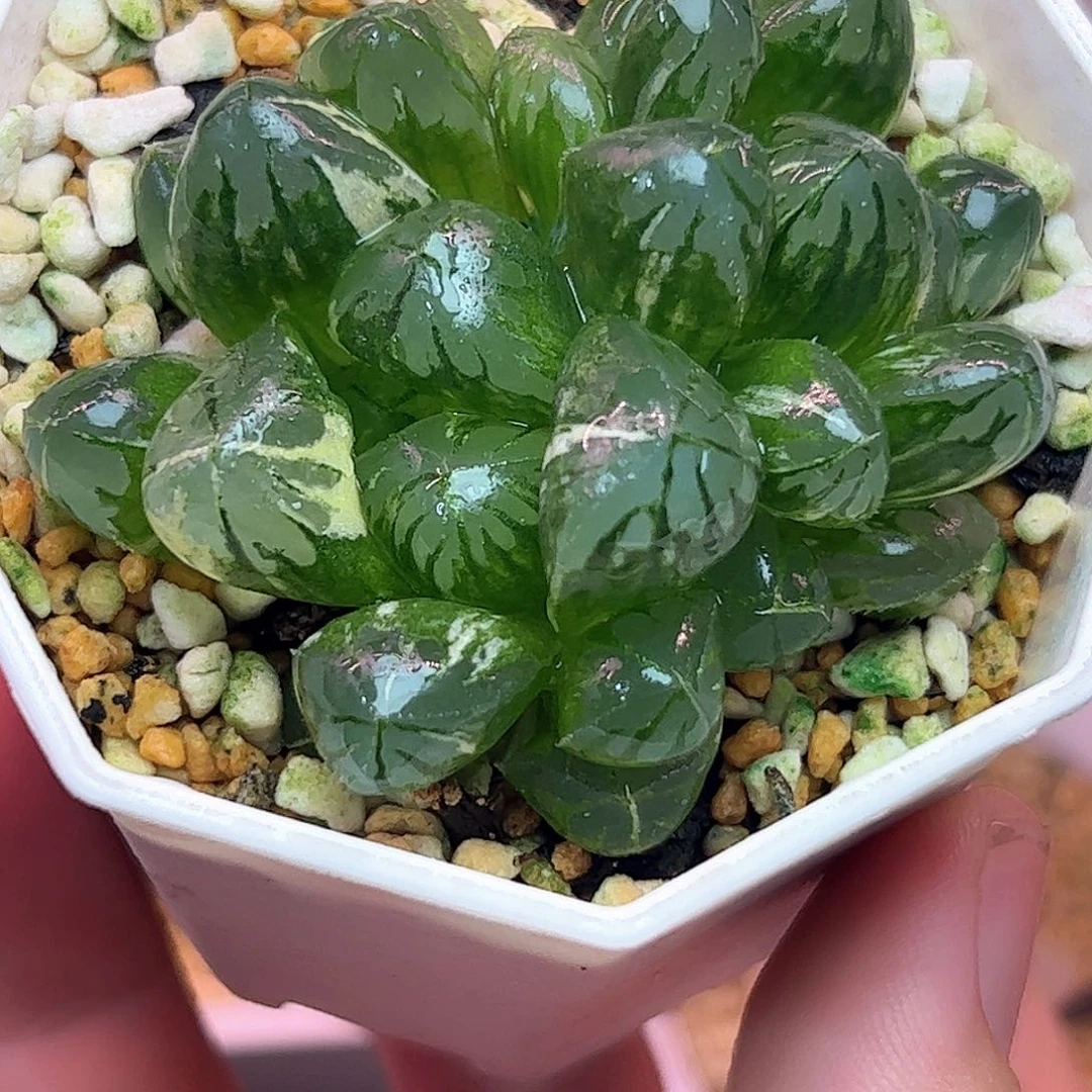 水晶灯巨大化锦十二卷多肉