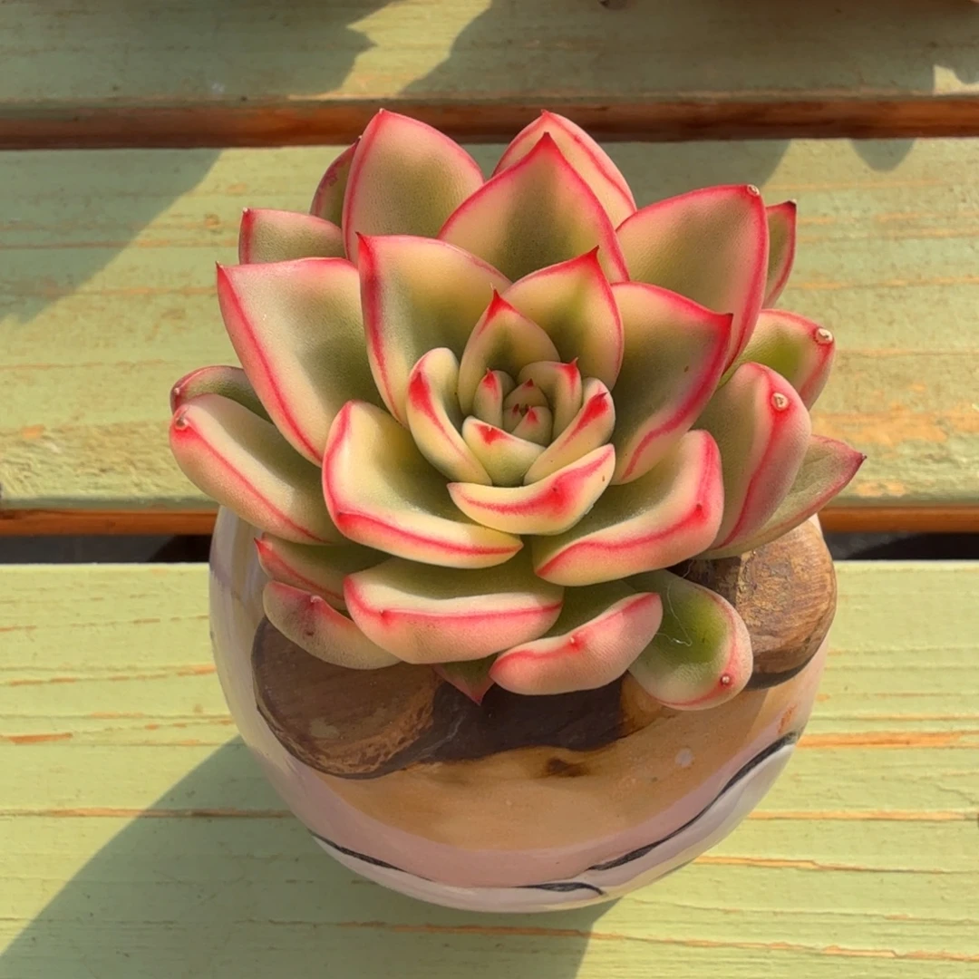 阿斯娜锦锦上园艺一物一拍