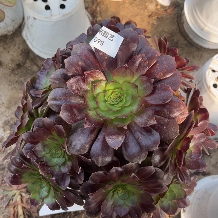 炽焰莲大手捧多肉植物093