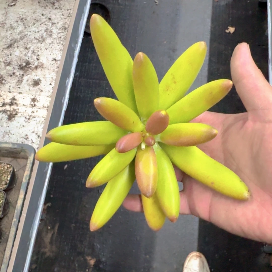 椰子树 单头 一物一拍