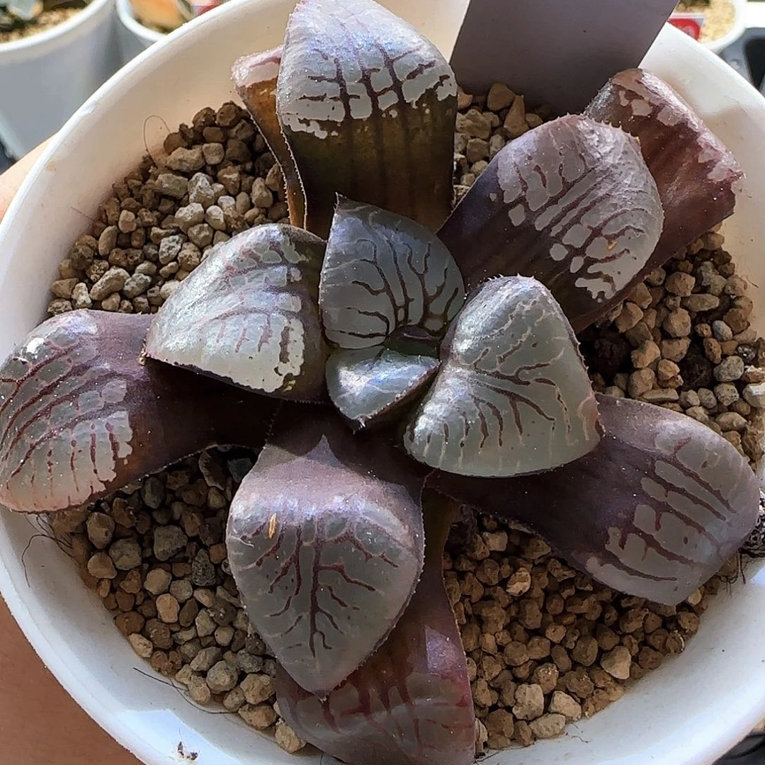 310号魔界实生一物一拍带盆土