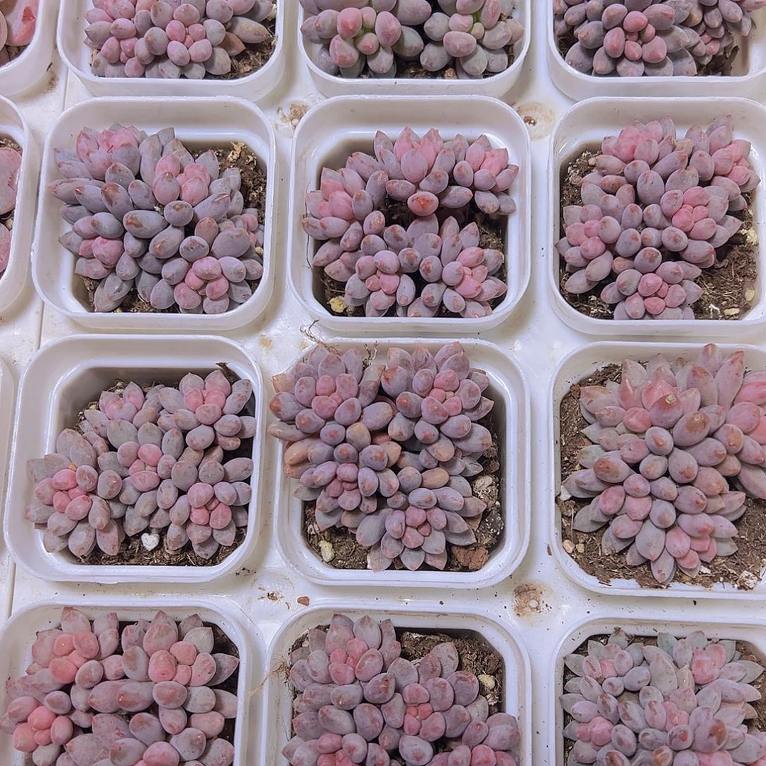 蓝舌香水5头起19包邮