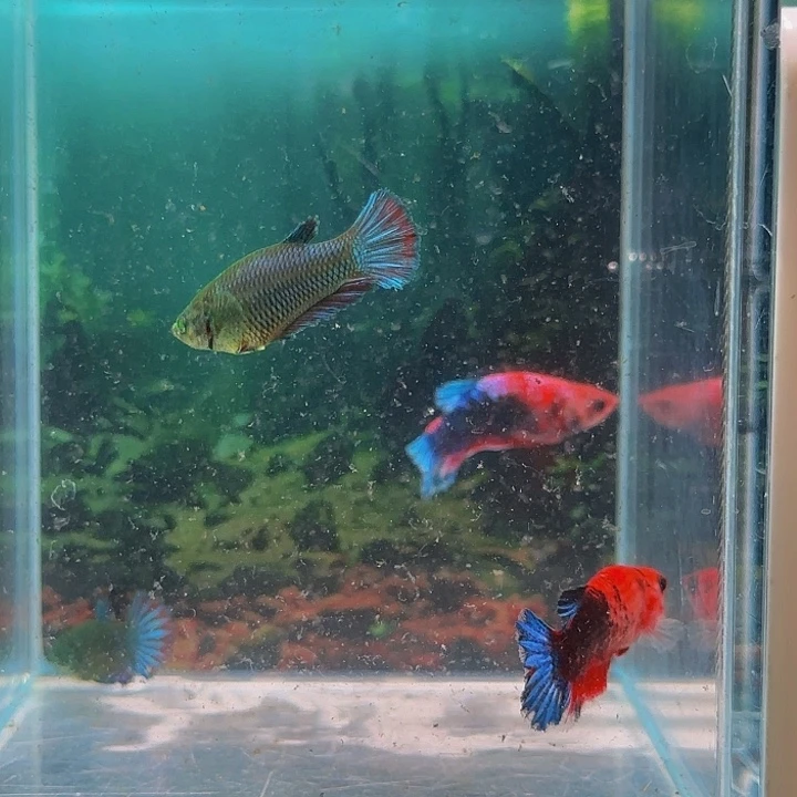 红海倒吊鱼那条线我真的