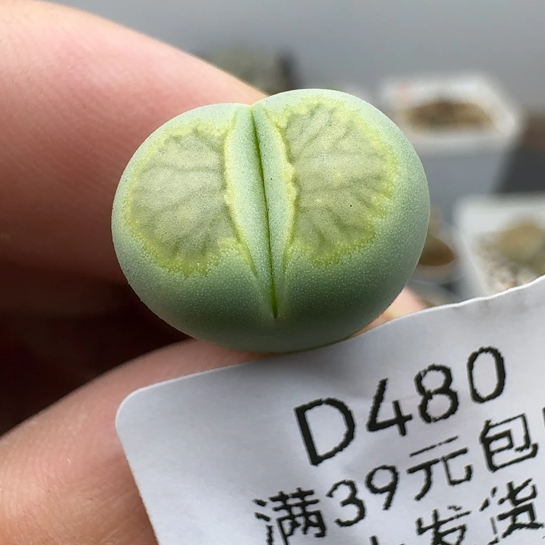 480多肉哈哈哈哈哈哈