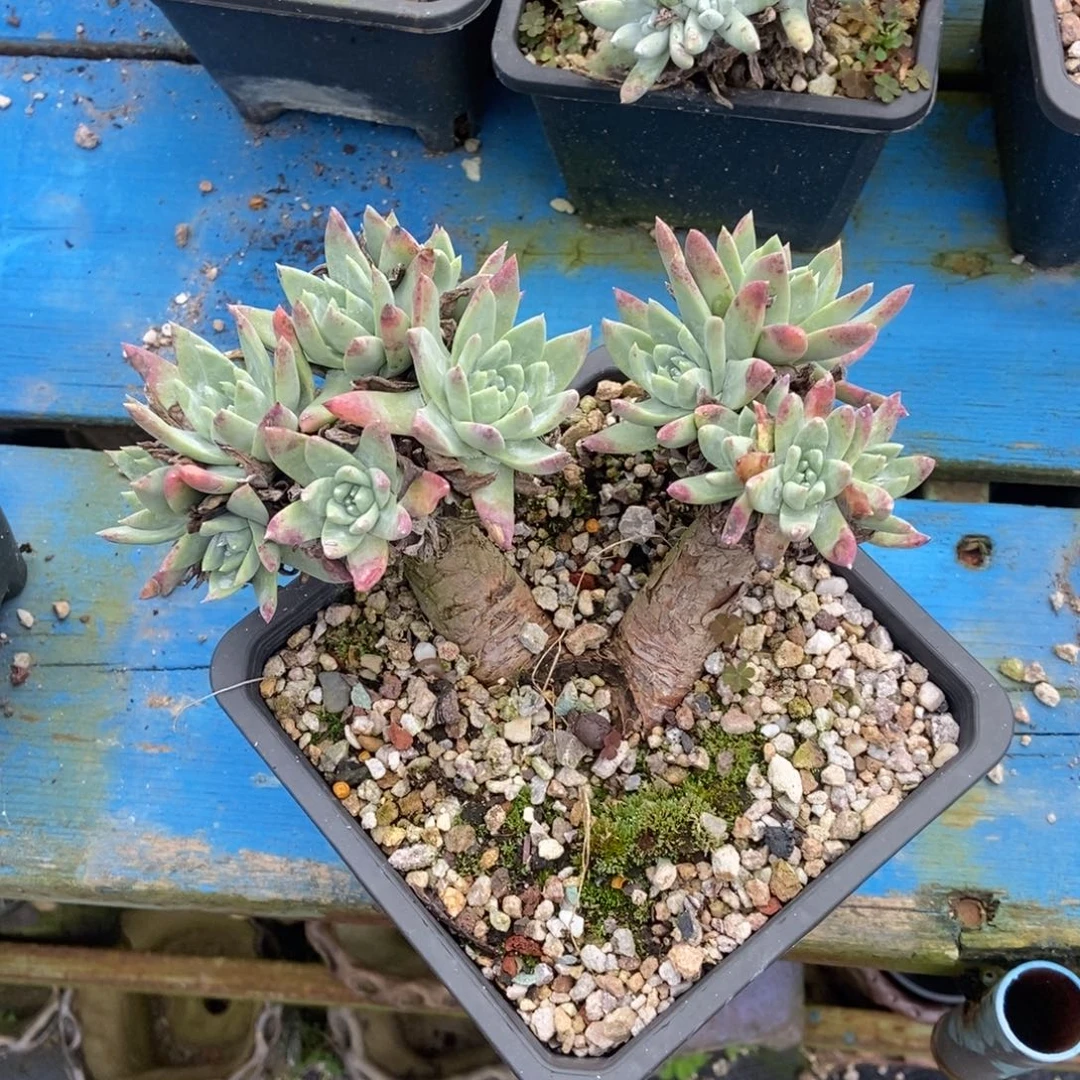 宽叶白雪多肉植物