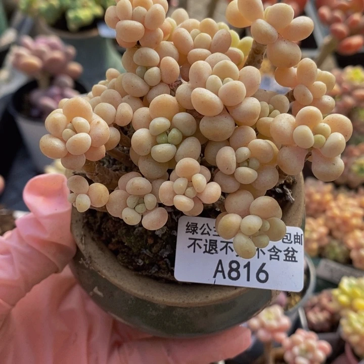 花朵鱼子酱有砍掉叶816多肉植物