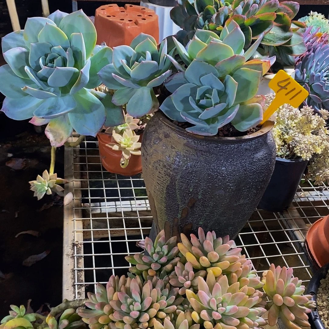 戏***生白凤411。