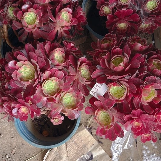 四颗法师美杜莎8-1