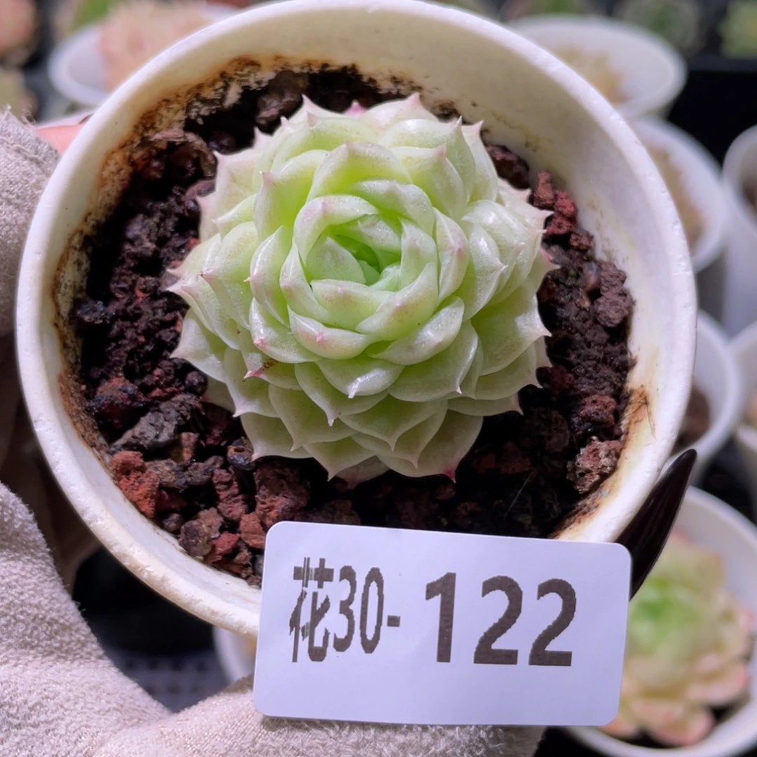 花利美30-122麦秆