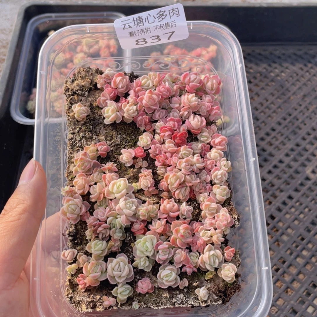 云糖心多肉植物837